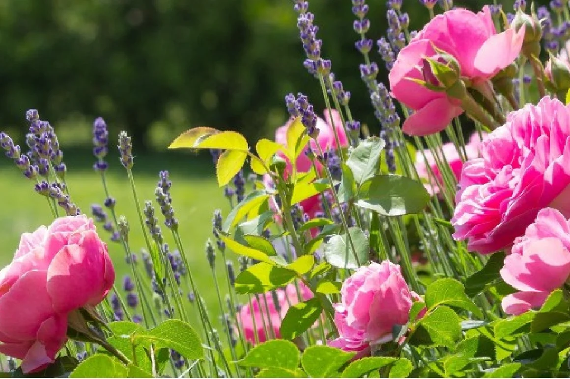 Rosafarbene Rosen und Lavendel